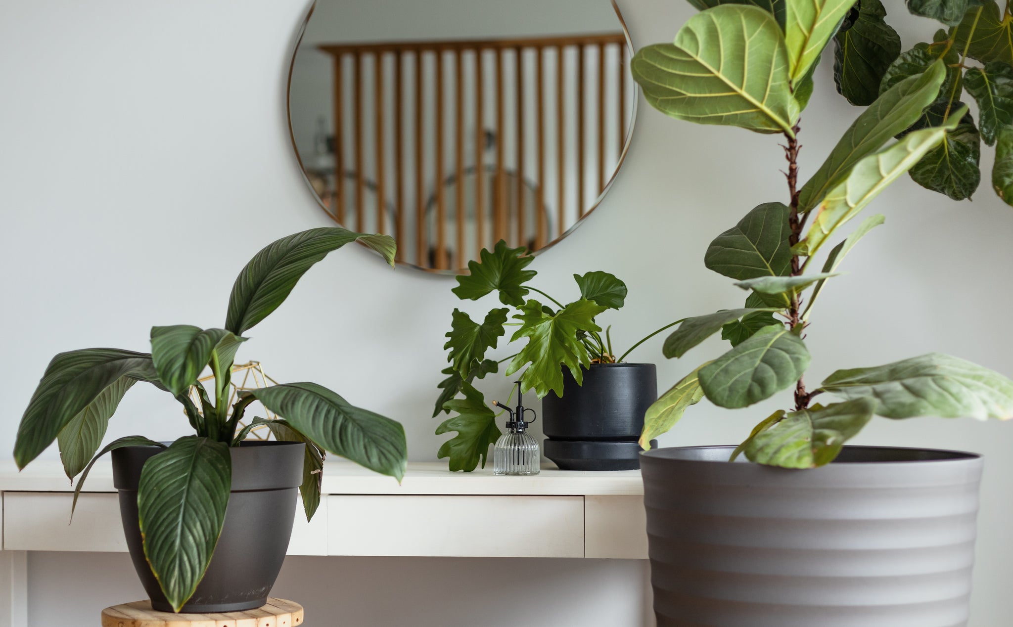Houseplants: Bringing Love and Positive Vibes into Your Home