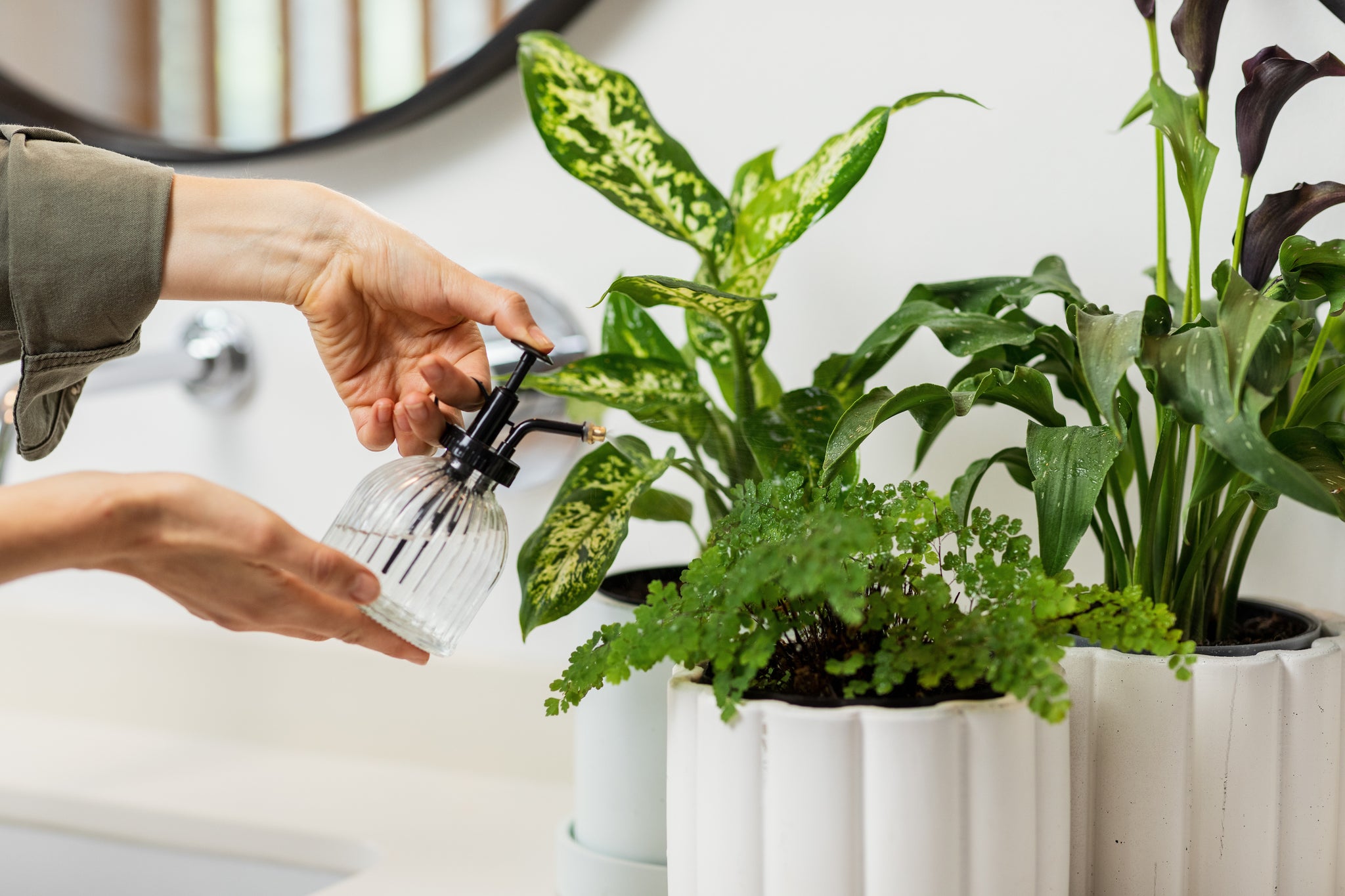 Regular plant misting has many benefits