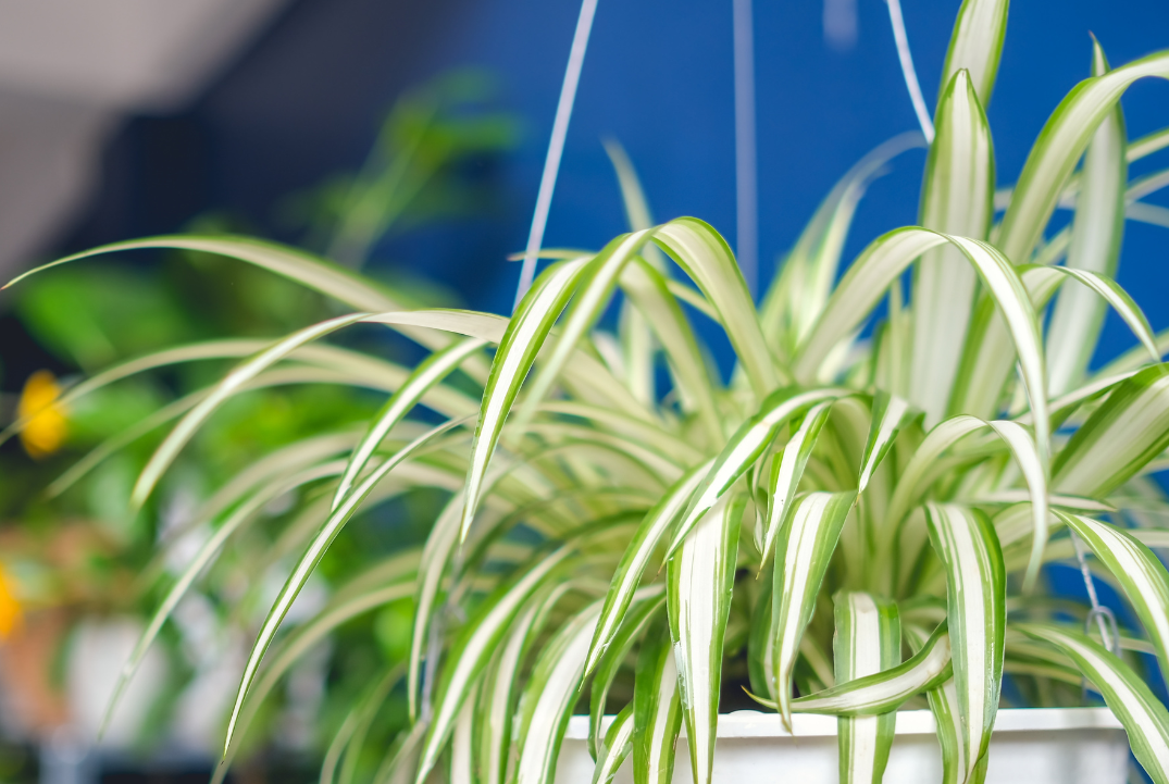 Pet-Friendly Plants Common in South Africa