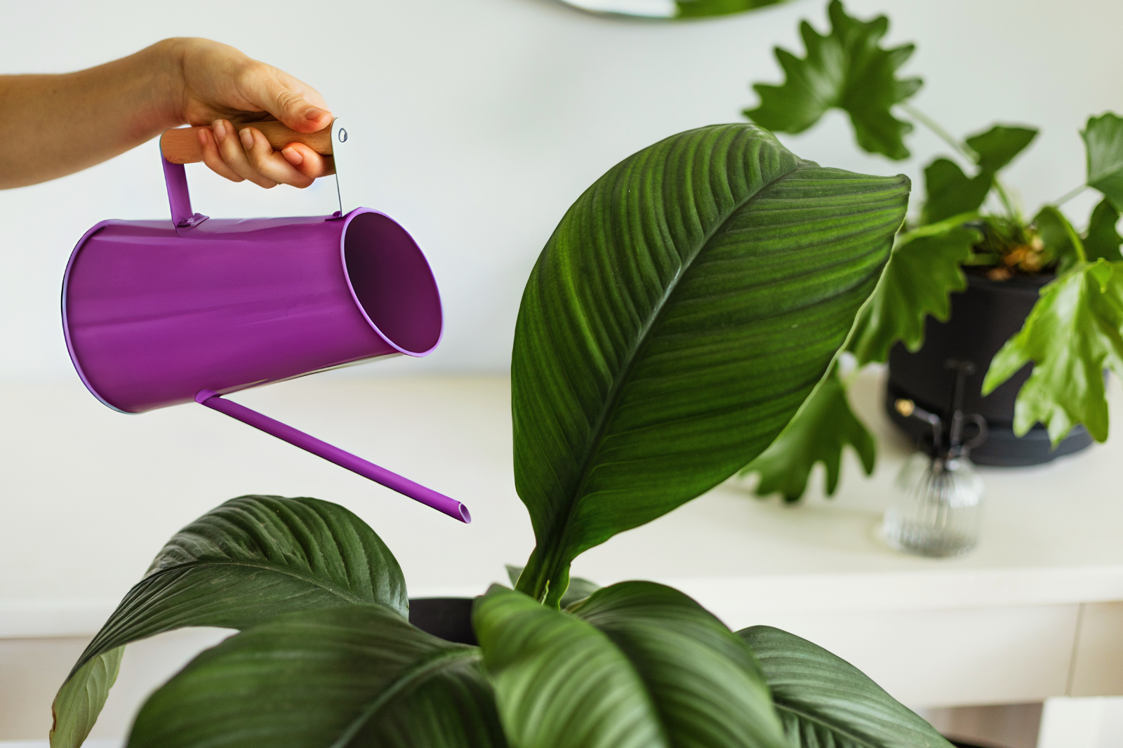 Understanding Watering Requirements of Indoor Plants
