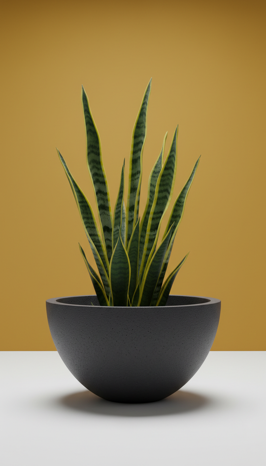 Arc concrete bowl planter with sansevieria