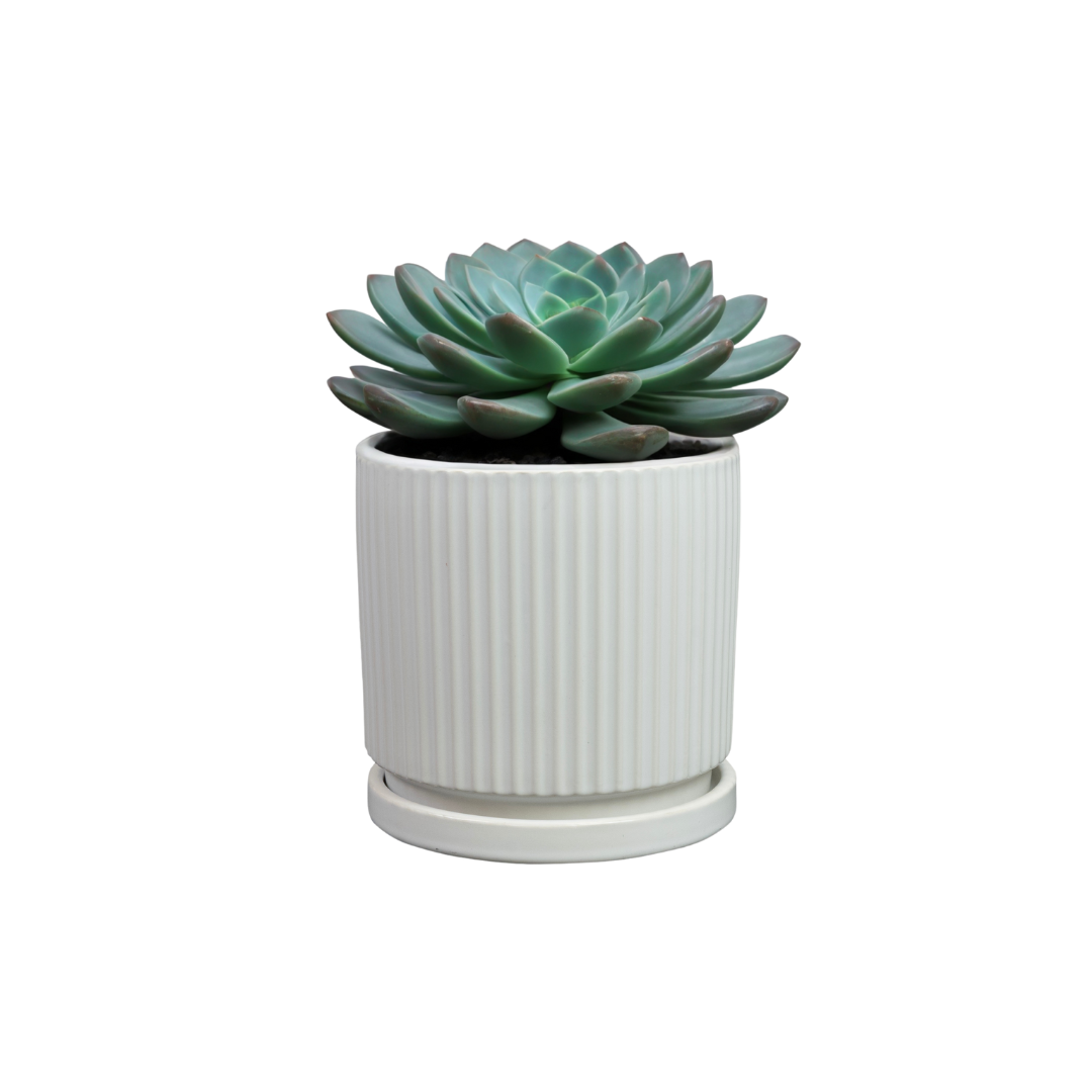 Siebe Pot