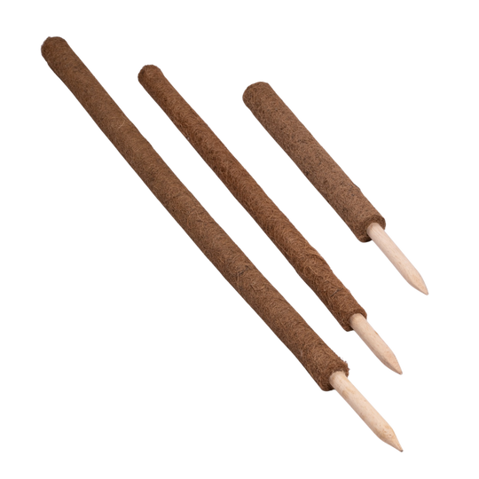 Coir Plant Support sticks