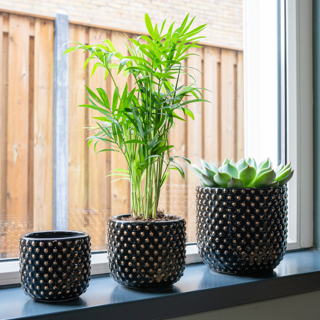 Bolino Pot