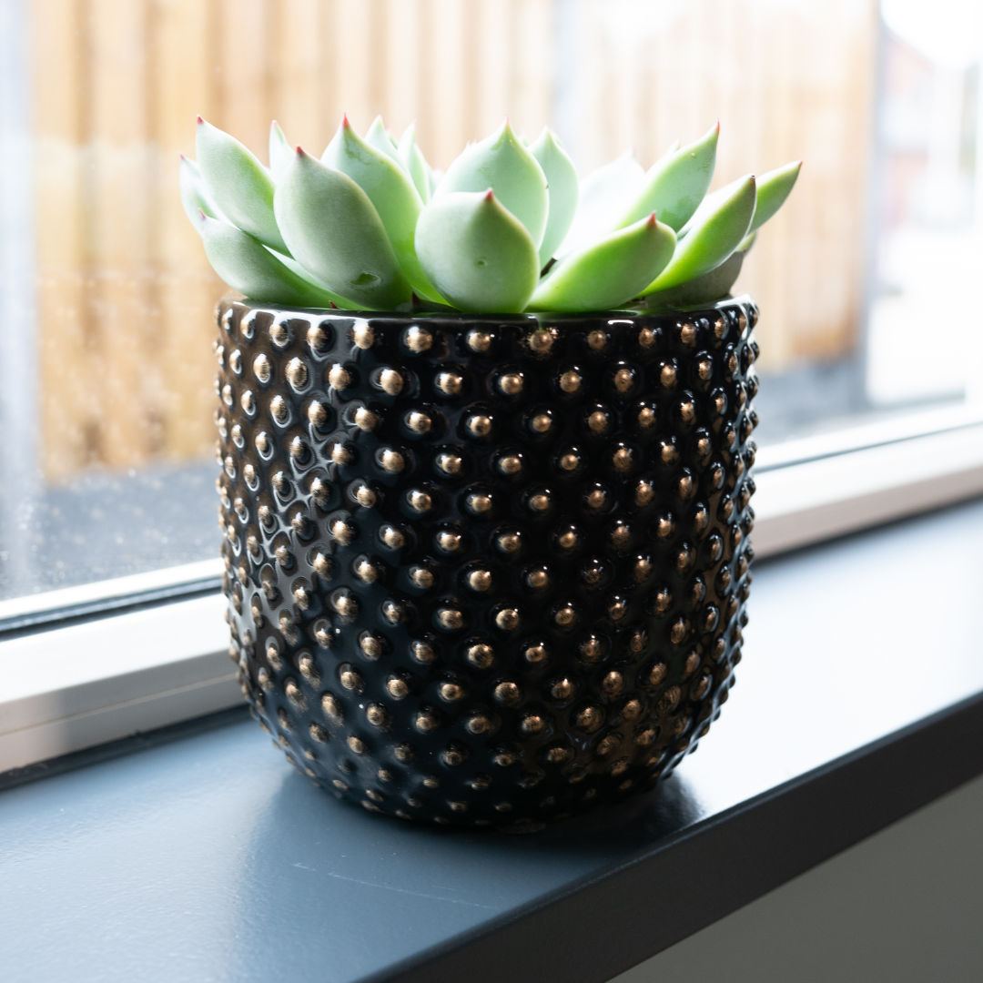 Bolino Pot
