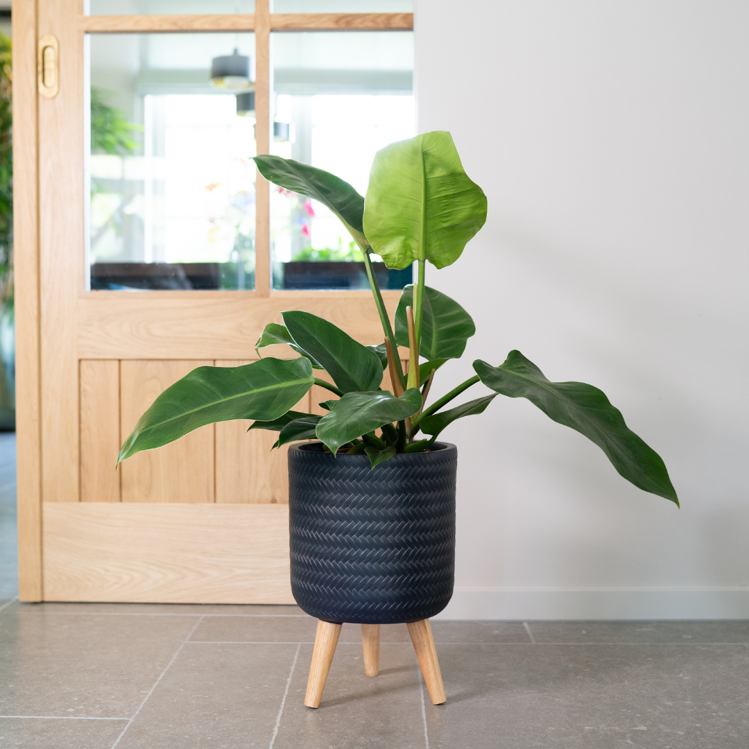 Fenn Pot