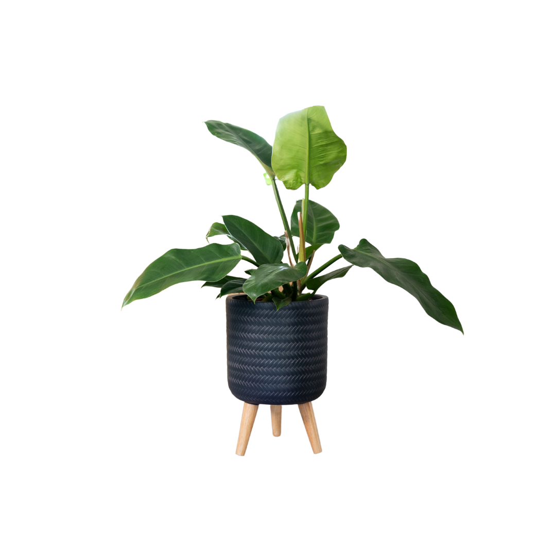 Fenn Pot
