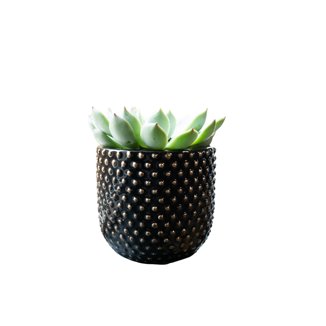 Bolino Pot