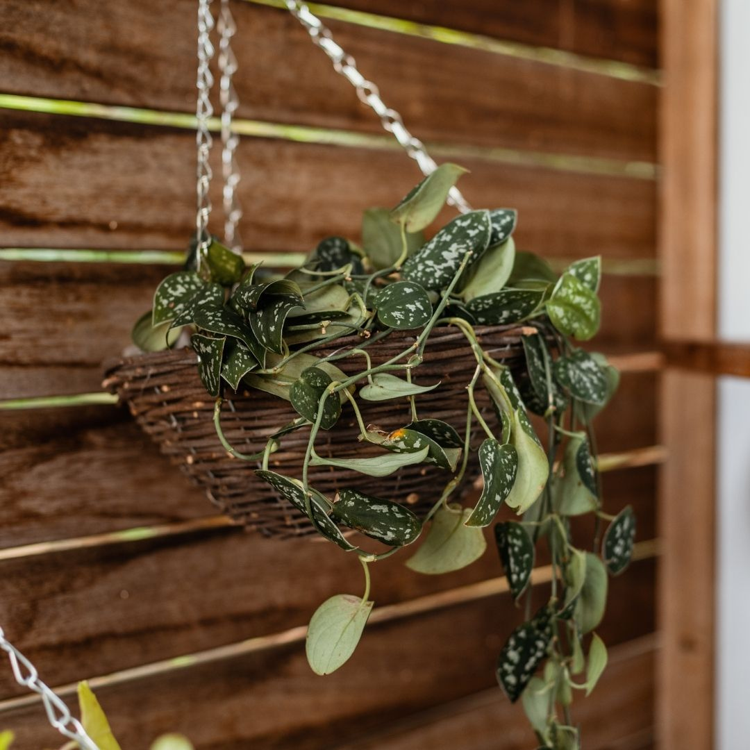 Good Roots Good Roots Grower's Basket – Good Roots Store