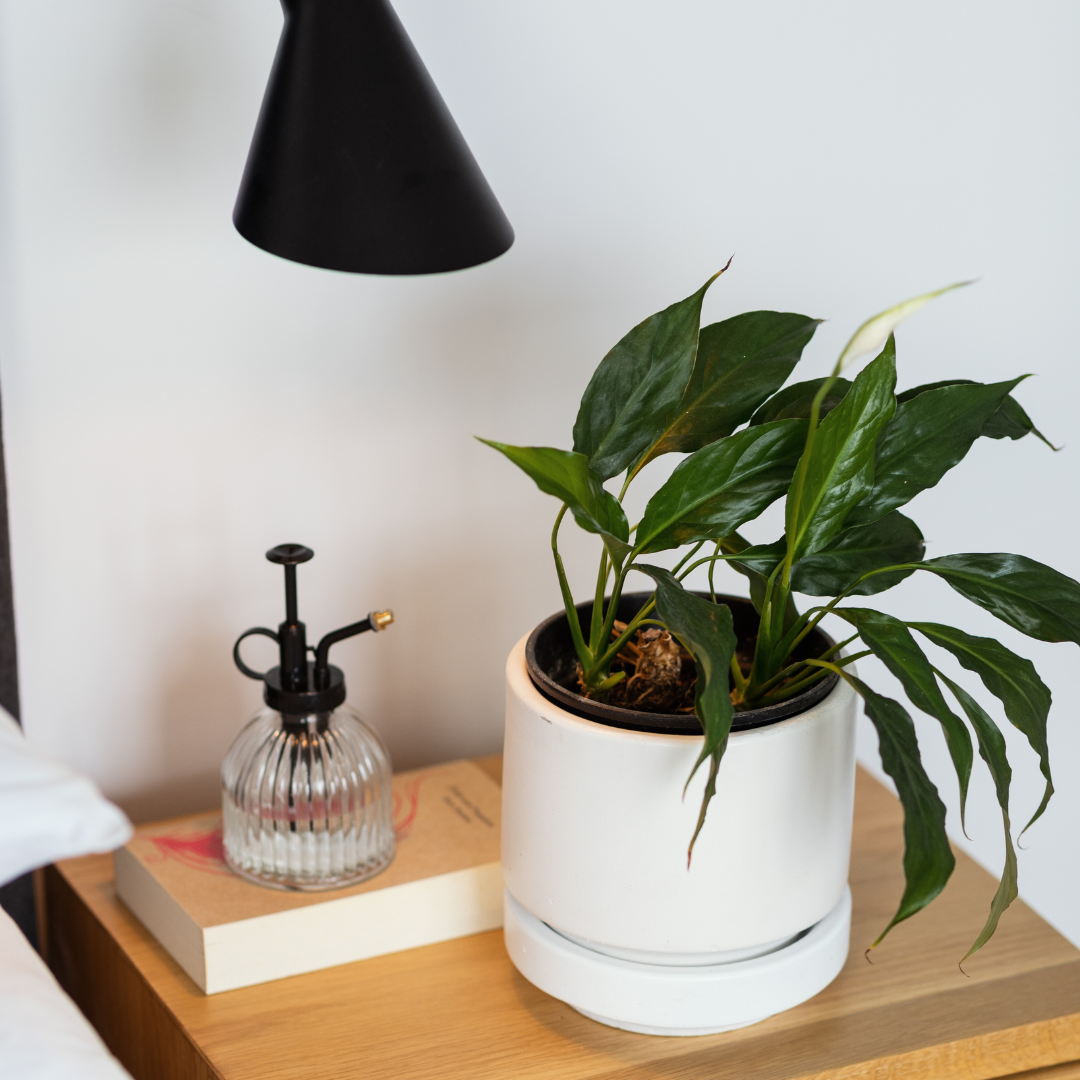 Good Roots Glass Plant Mister – Good Roots Store