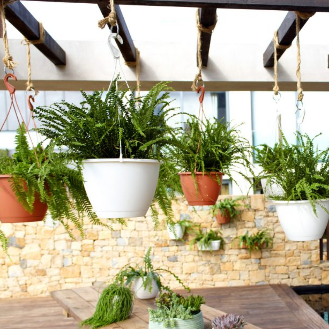 Algarve Hanging Basket