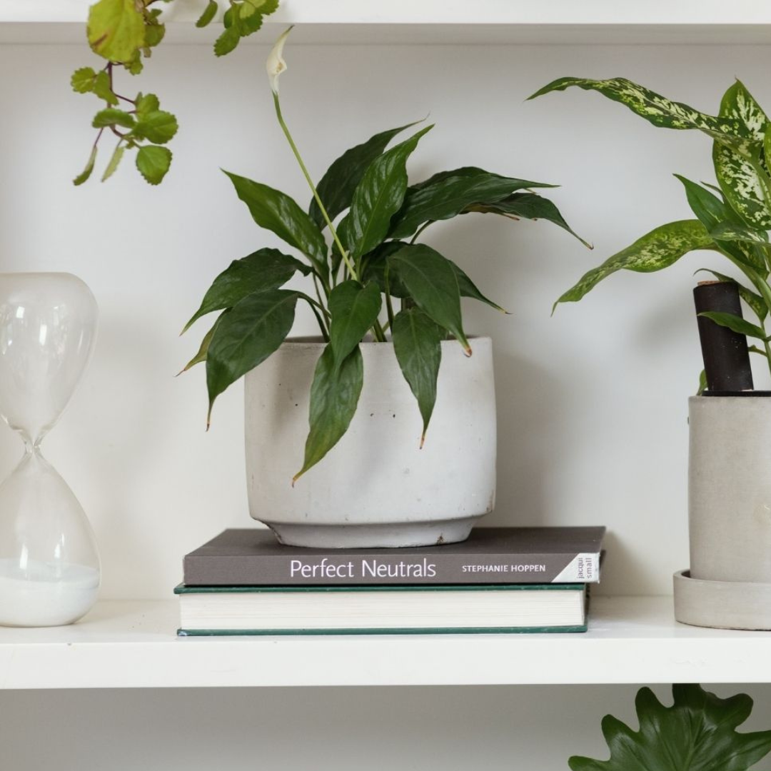 Good Roots Good Roots Maya Concrete Pot – Good Roots Store