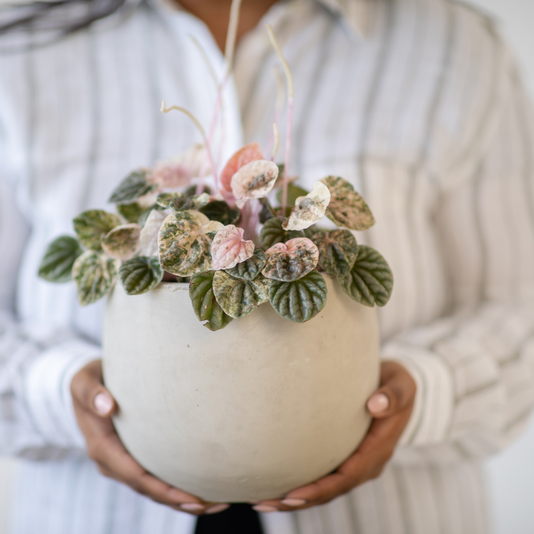Good Roots Good Roots Finn Concrete Pot – Good Roots Store