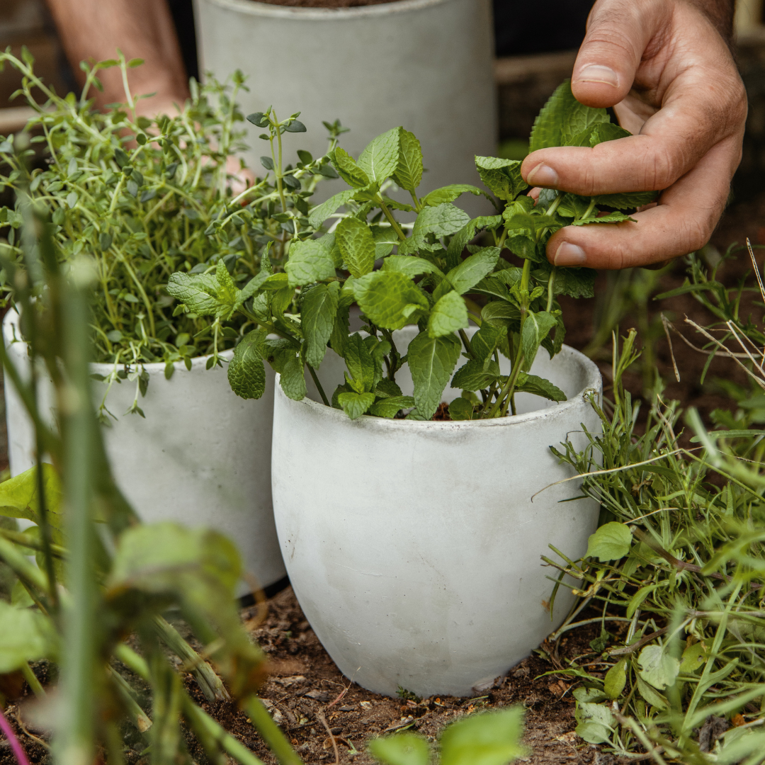 Good Roots Finn Concrete Pot