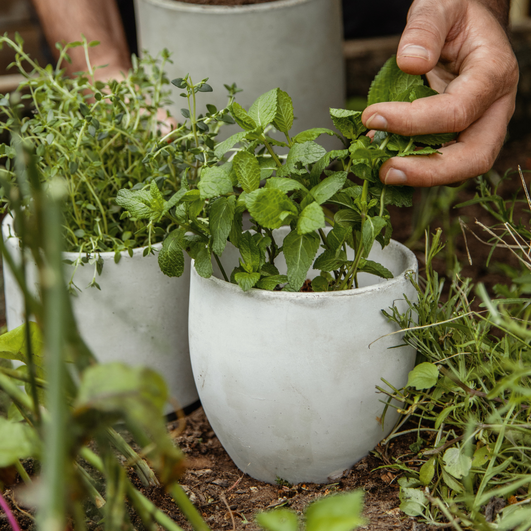 Good Roots Good Roots Finn Concrete Pot – Good Roots Store
