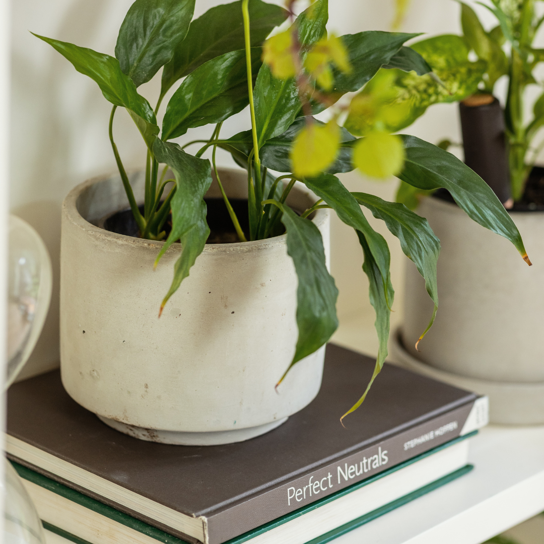 Good Roots Good Roots Maya Concrete Pot – Good Roots Store