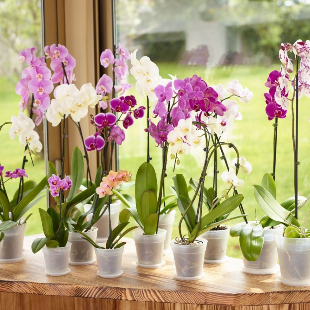 Good Roots Indoor Pots – Good Roots Store