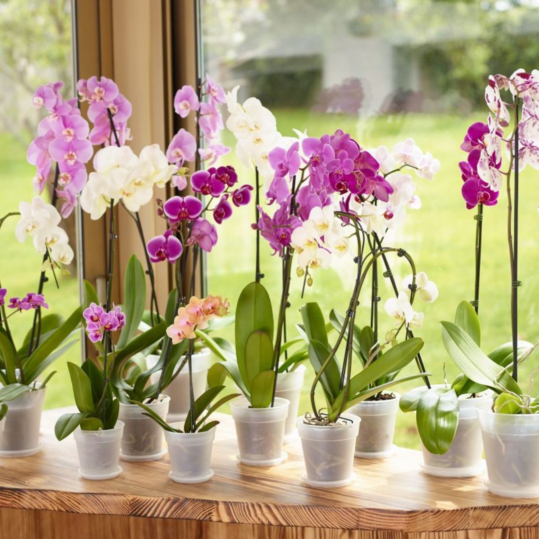 Madagascar 'To Grow' Orchid Pot