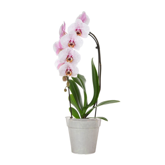 Madagascar 'To Grow' Orchid Pot